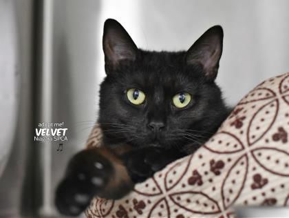 pet market in broadway