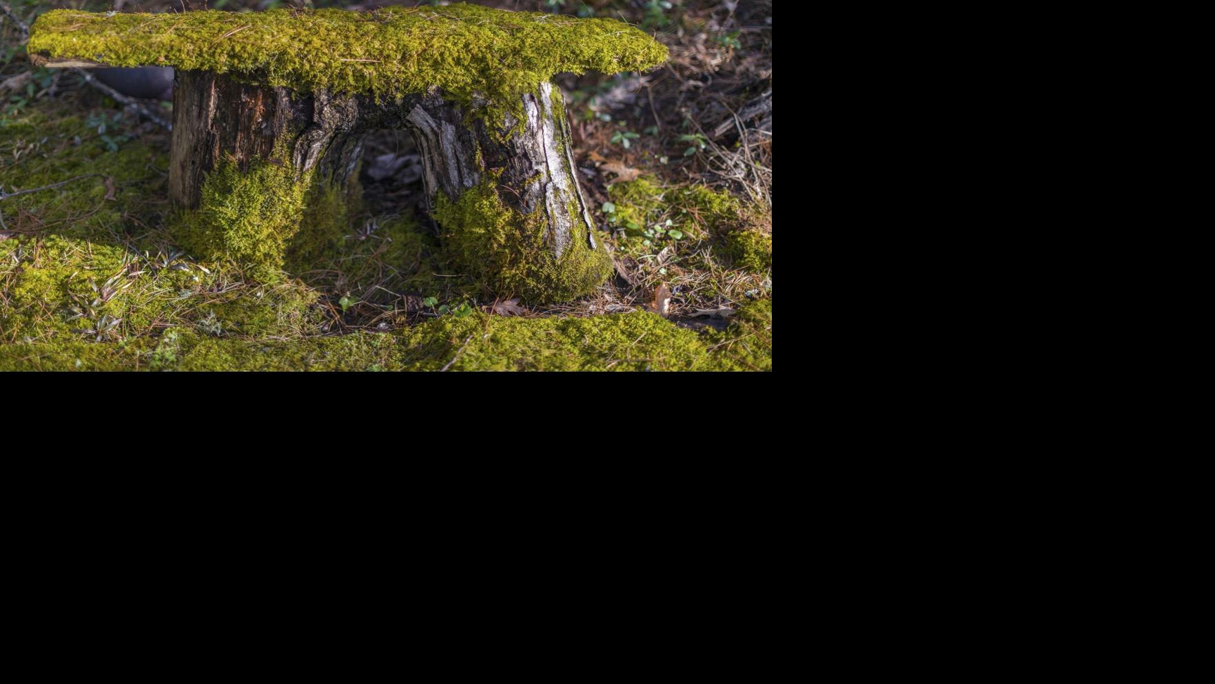Nature Watch Moss The Most Primitive Of Plants Is Quite Hardy