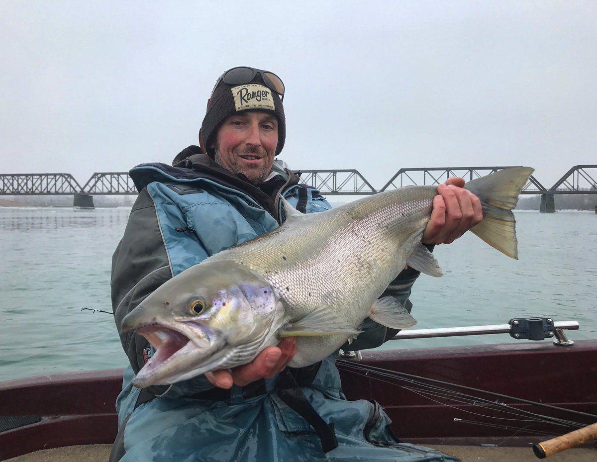 atlantic-salmon-niagara-river-lake-ontario