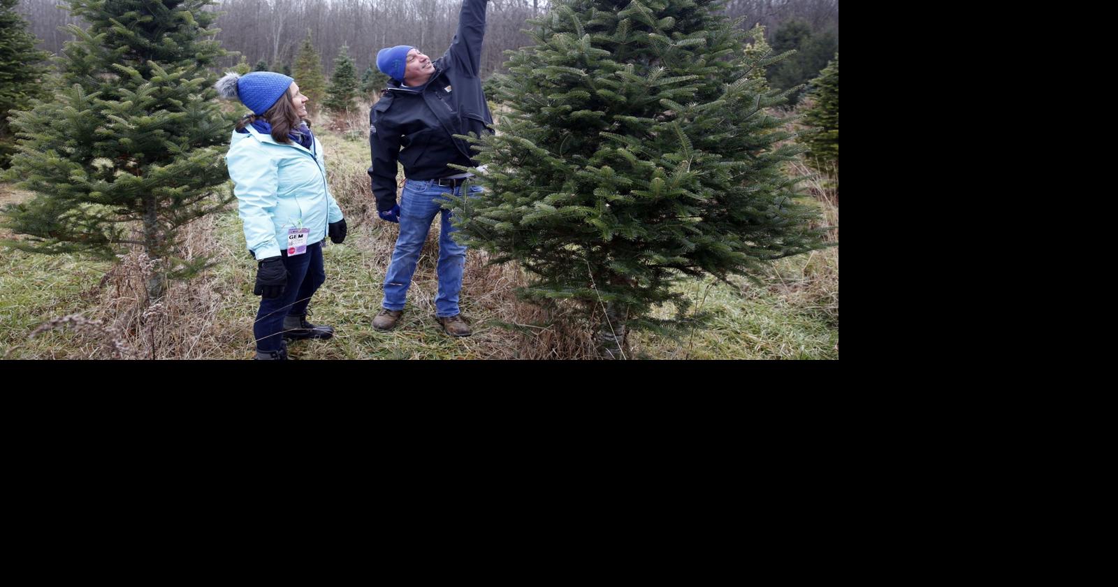 Buffalo Creek Christmas Tree Cutting 2022 Find Your Tree And Enjoy Family Activities At These Local Christmas Tree  Farms | Entertainment | Buffalonews.com