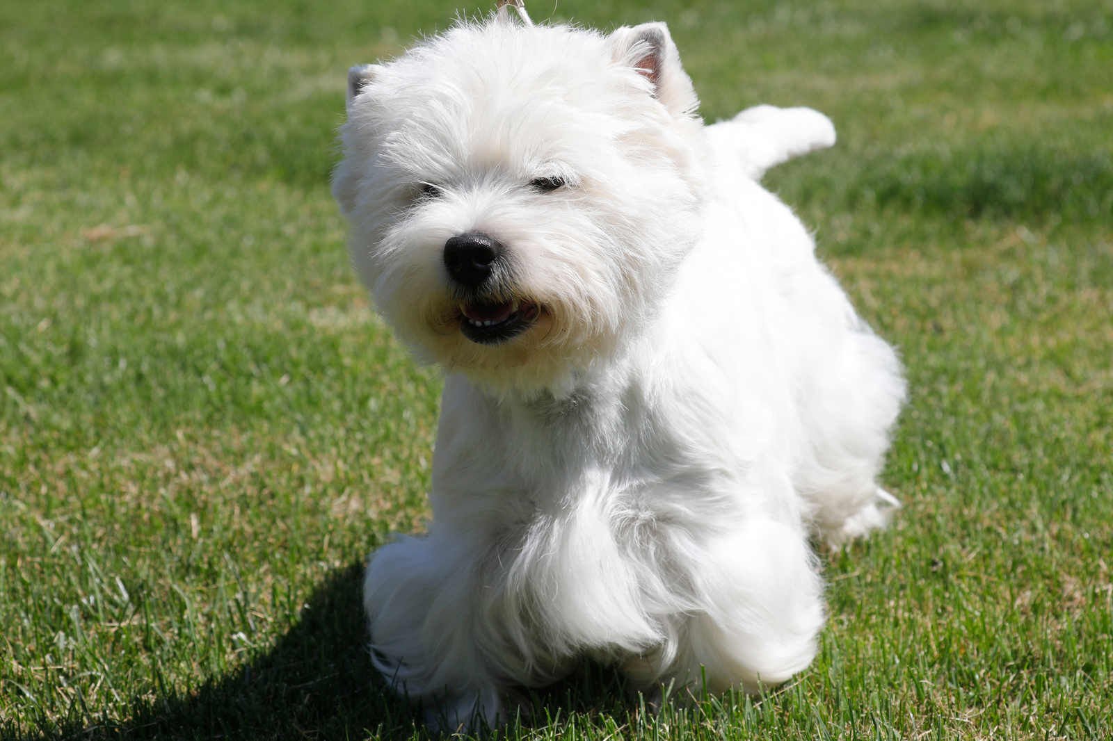 Kennel club 2024 westie puppies