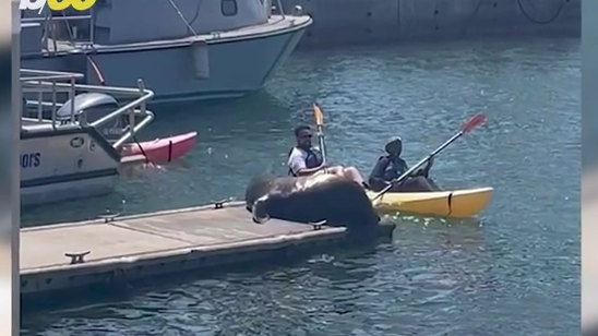 Barking sea lions aboard boat annoy harbor neighbors – Orange County  Register