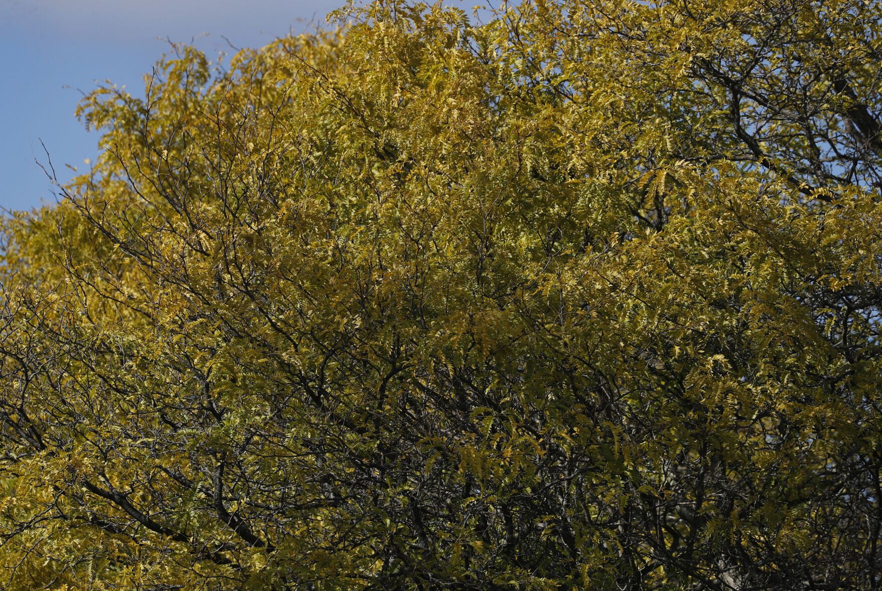 Peak week Foliage across New York State is at or near peak