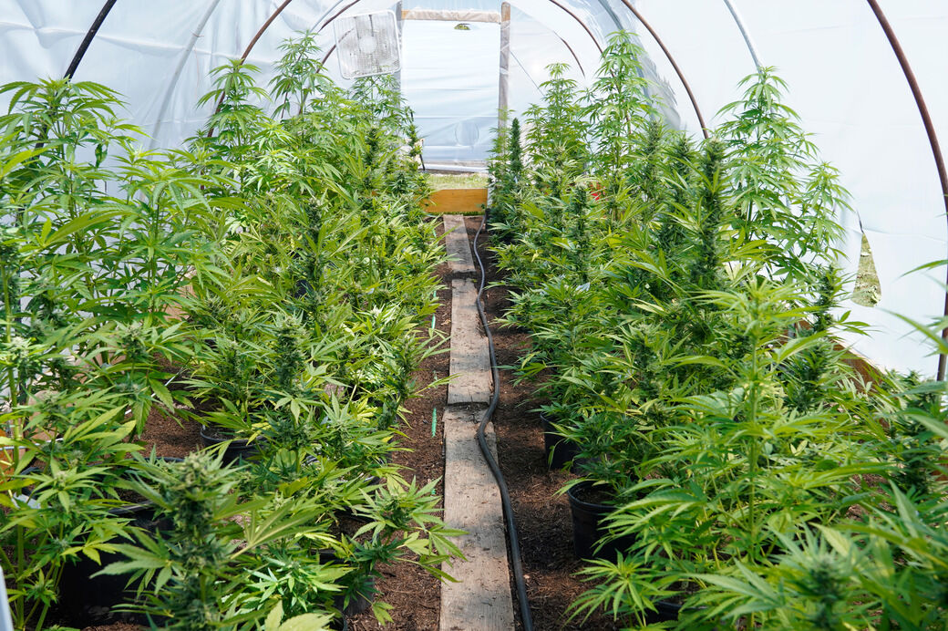 Cannabis farm tour (copy)