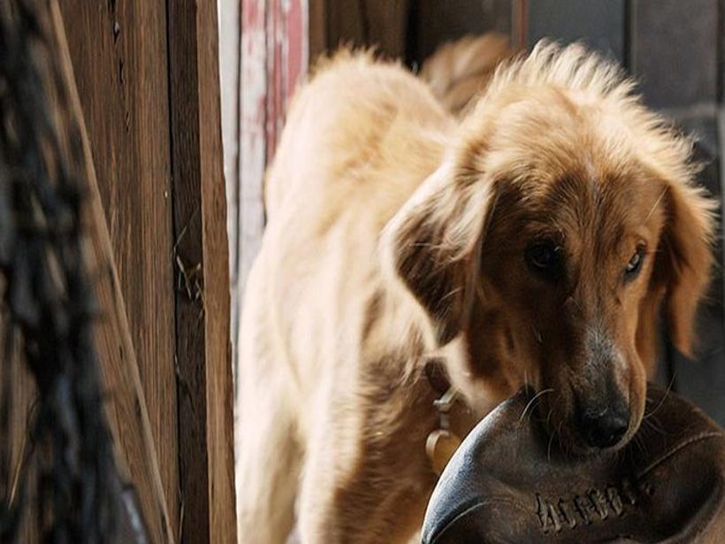 A Dog S Purpose Is A Controversial Tearjerker About Canine Reincarnation Entertainment Buffalonews Com