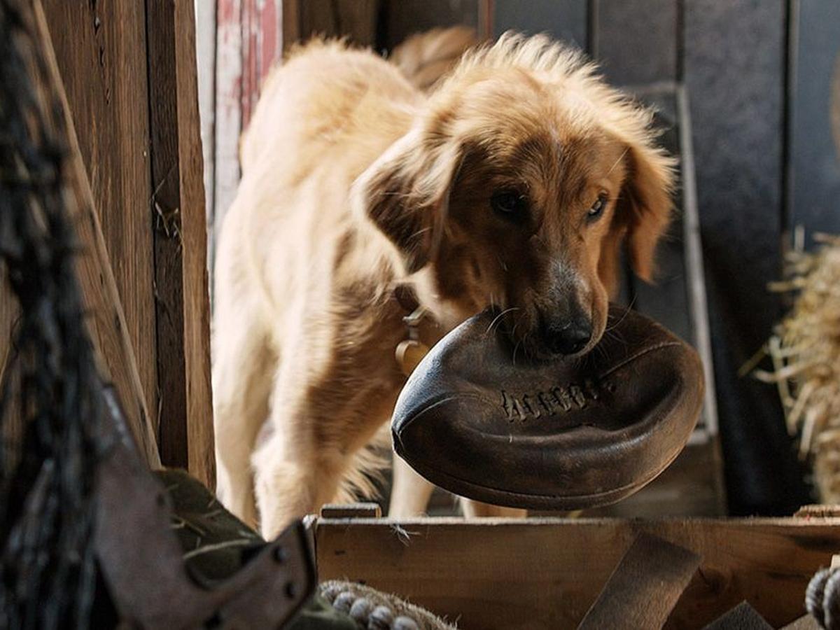 A Dog S Purpose Is A Controversial Tearjerker About Canine Reincarnation Entertainment Buffalonews Com