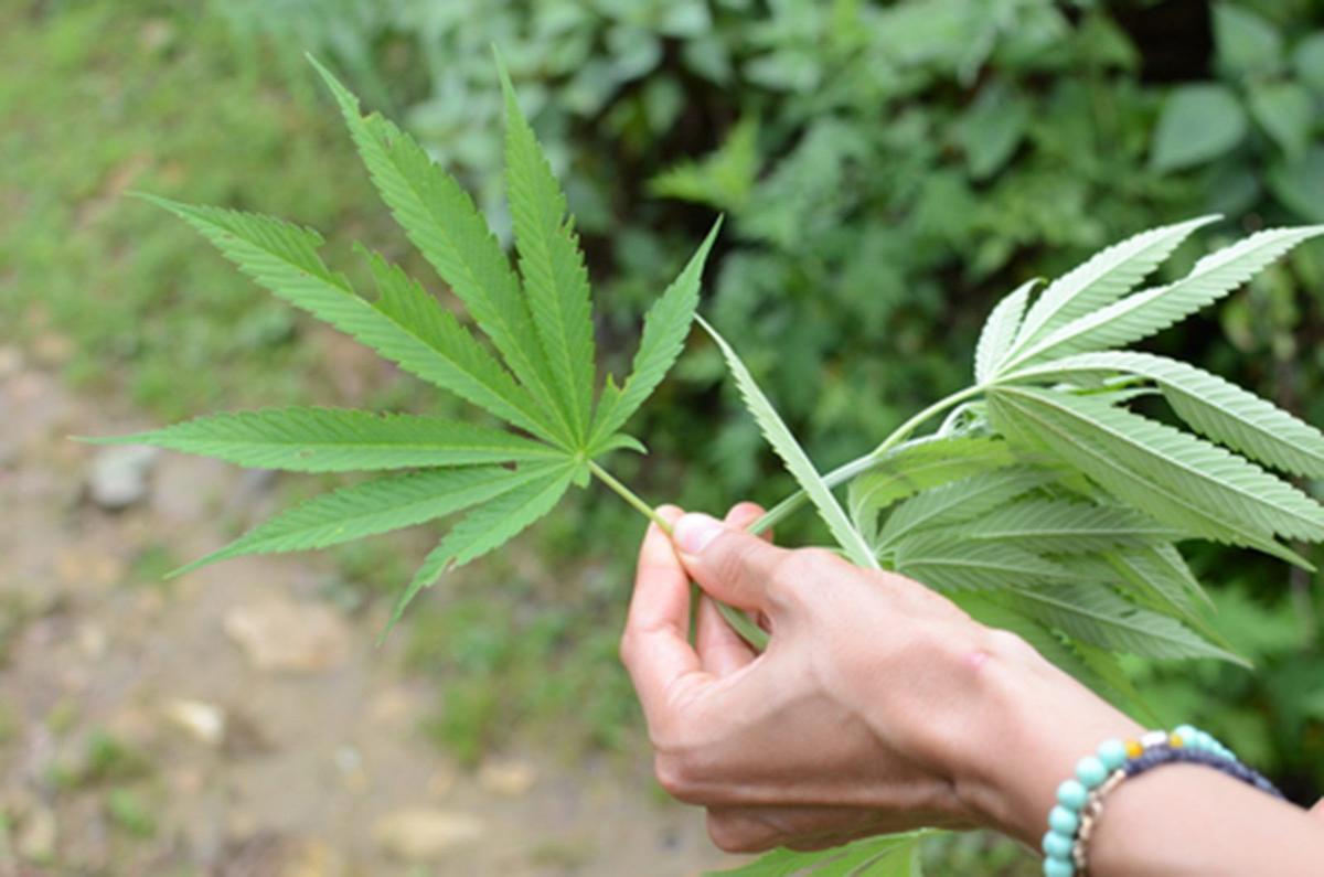 Recreational marijuana would be taxed like beer under one Iowa senator's  plan