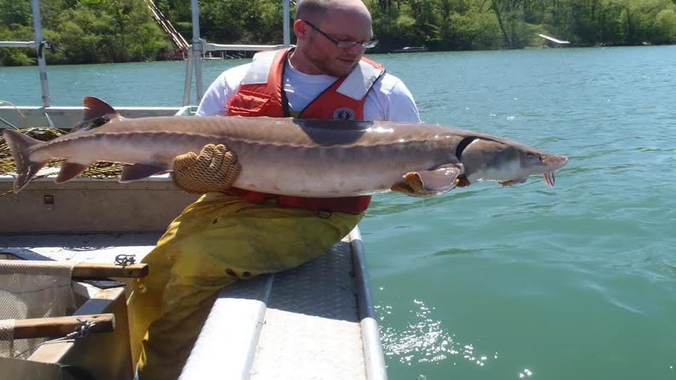 Dinosaurs Of The Deep Making Great Lakes Comeback Buffalo Sports Buffalonews Com