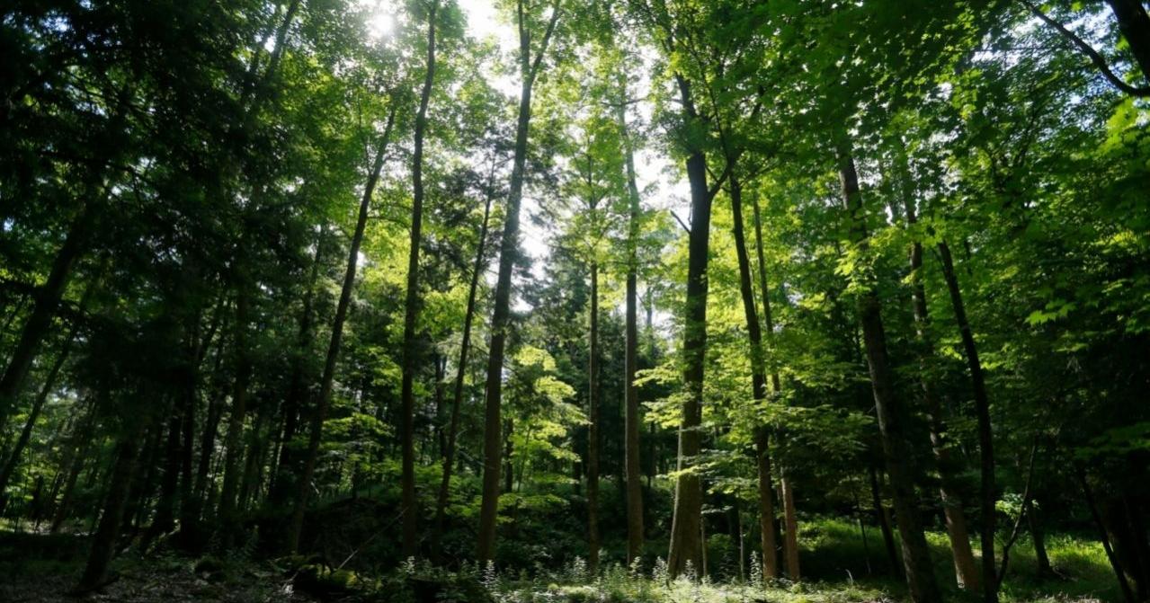 The Editorial Board: The Wildway plan can protect nature locally – and globally - Vimarsana News