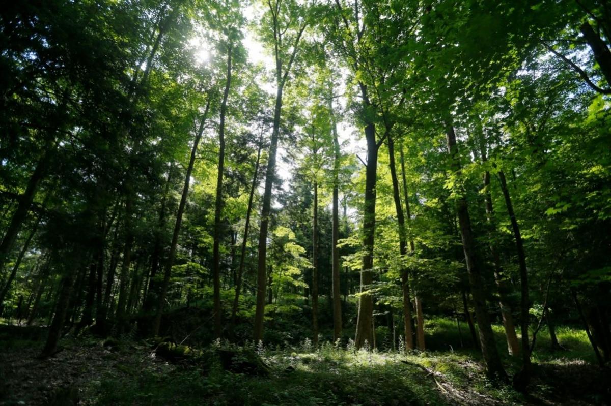 The Editorial Board The Wildway plan can protect nature locally and