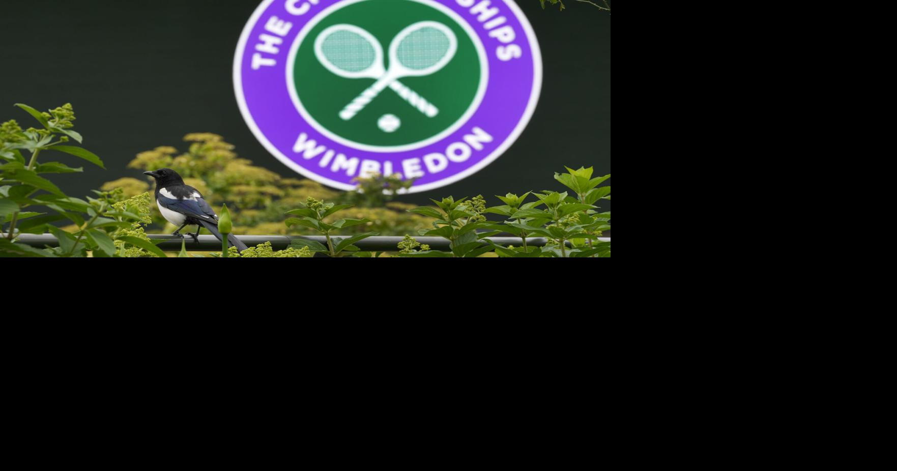 2024 Wimbledon betting sites & sportsbook bonuses: BetMGM, Caesars & more
