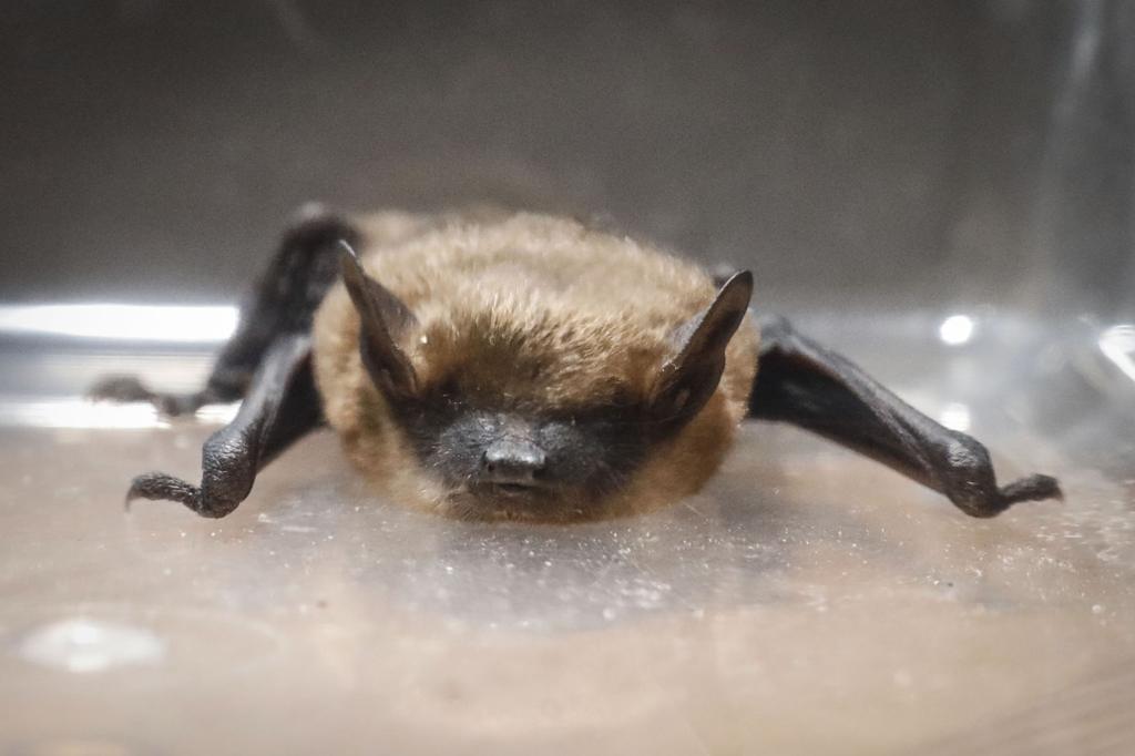 Blame The Teens Why Bats Bother People So Much More In Late Summer Local News Buffalonews Com