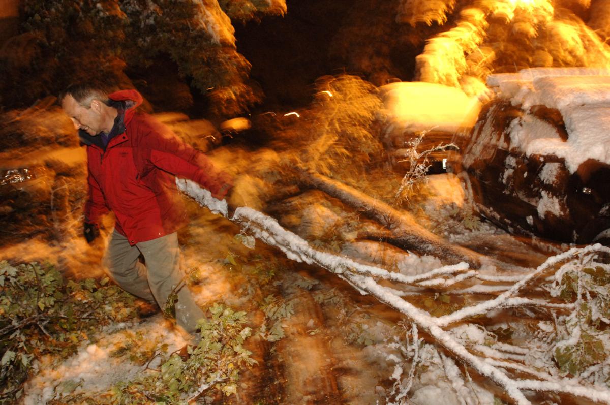 Freak Buffalo Storm Killed Over 57 000 Trees But Most Were