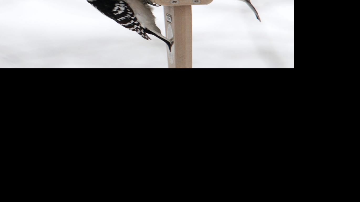 What To Feed Birds That Don T Fly South For The Winter Home