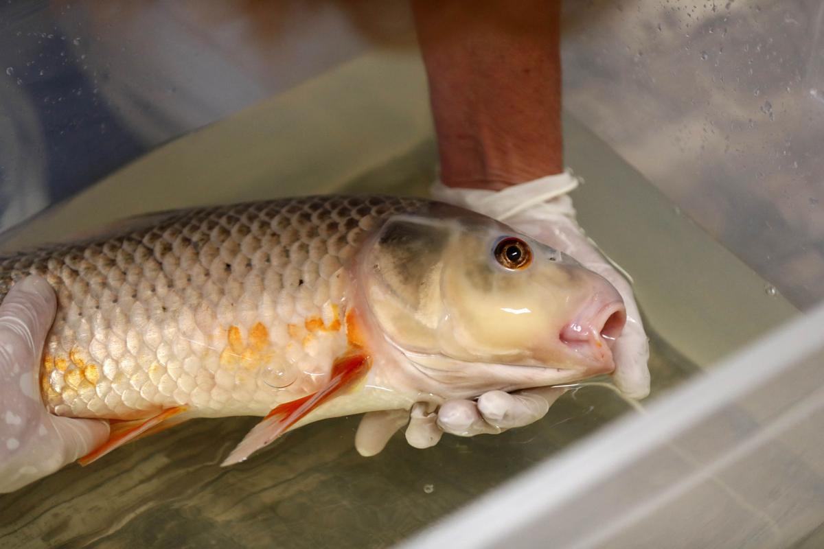 Got A Sick Fish Call West Seneca S Aquatic Veterinarian Local