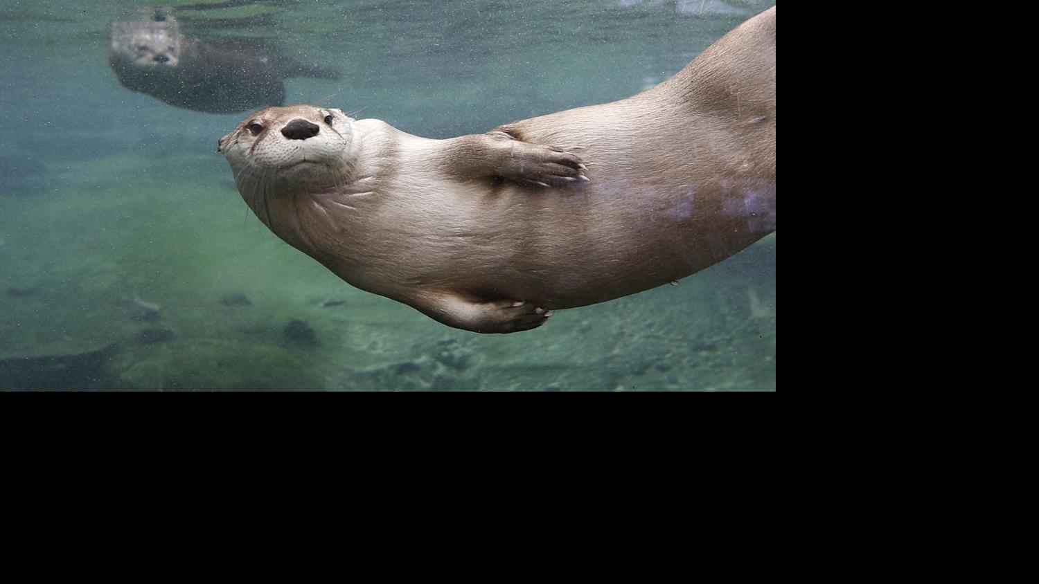 Buffalo Zoo S Animals Warm Winter With Playfulness Entertainment