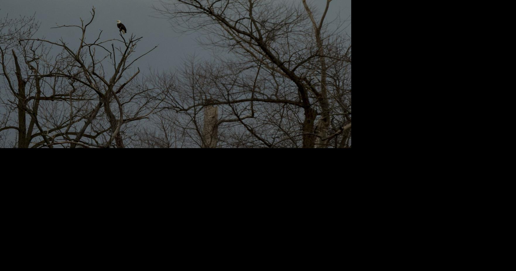 Bald Eagles Rebuild Nest as Spring Approaches