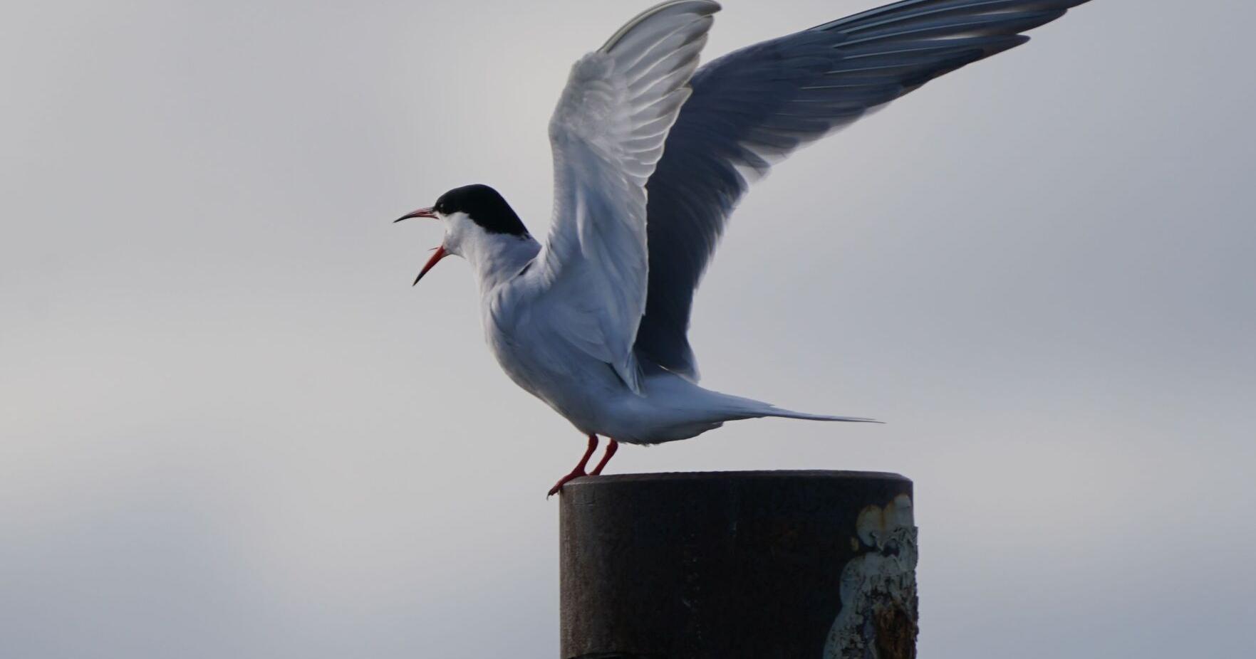 Inside human-made island for nesting terns in Buffalo area - Vimarsana News