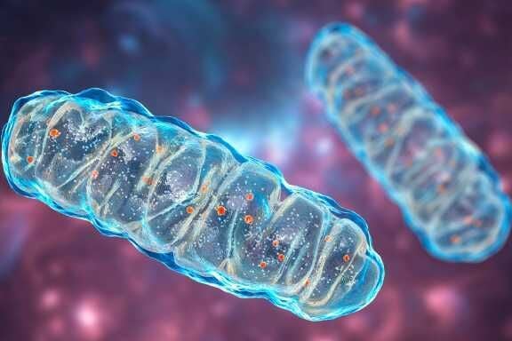 Gene tied to energy production in brain could lead to new treatment for cognitive disorders