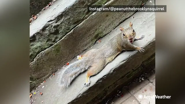 Squirrels are 'splooting' to beat the heat