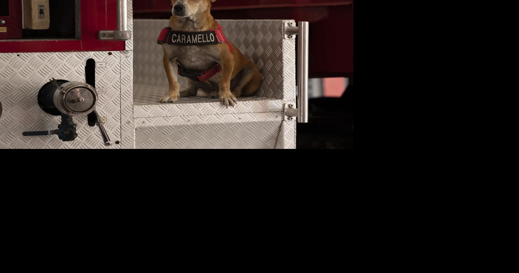 Photos: In Rio, rescue dogs watch out for their rescuers
