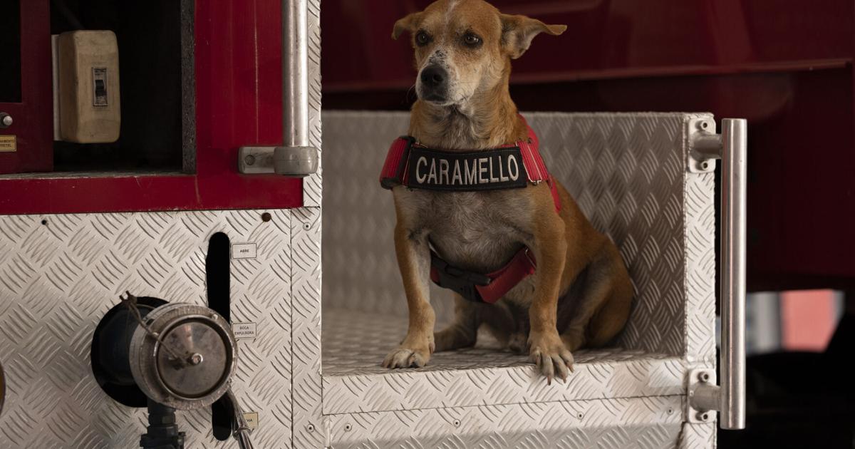 Photos: In Rio, rescue dogs watch out for their rescuers