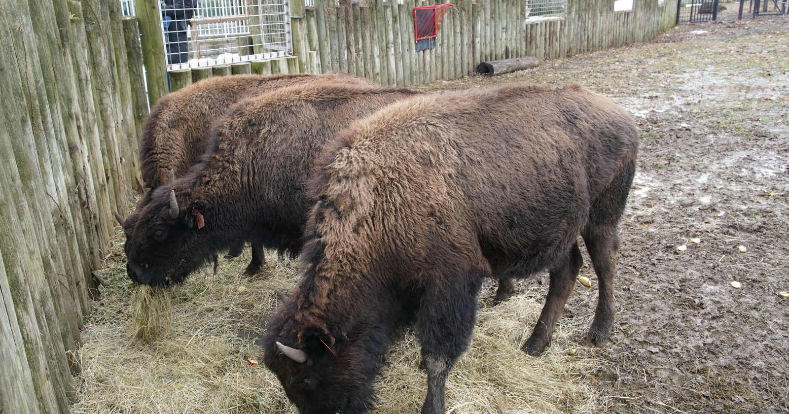 Wilma, Buffalo Zoo's resident bison, gets a new herd