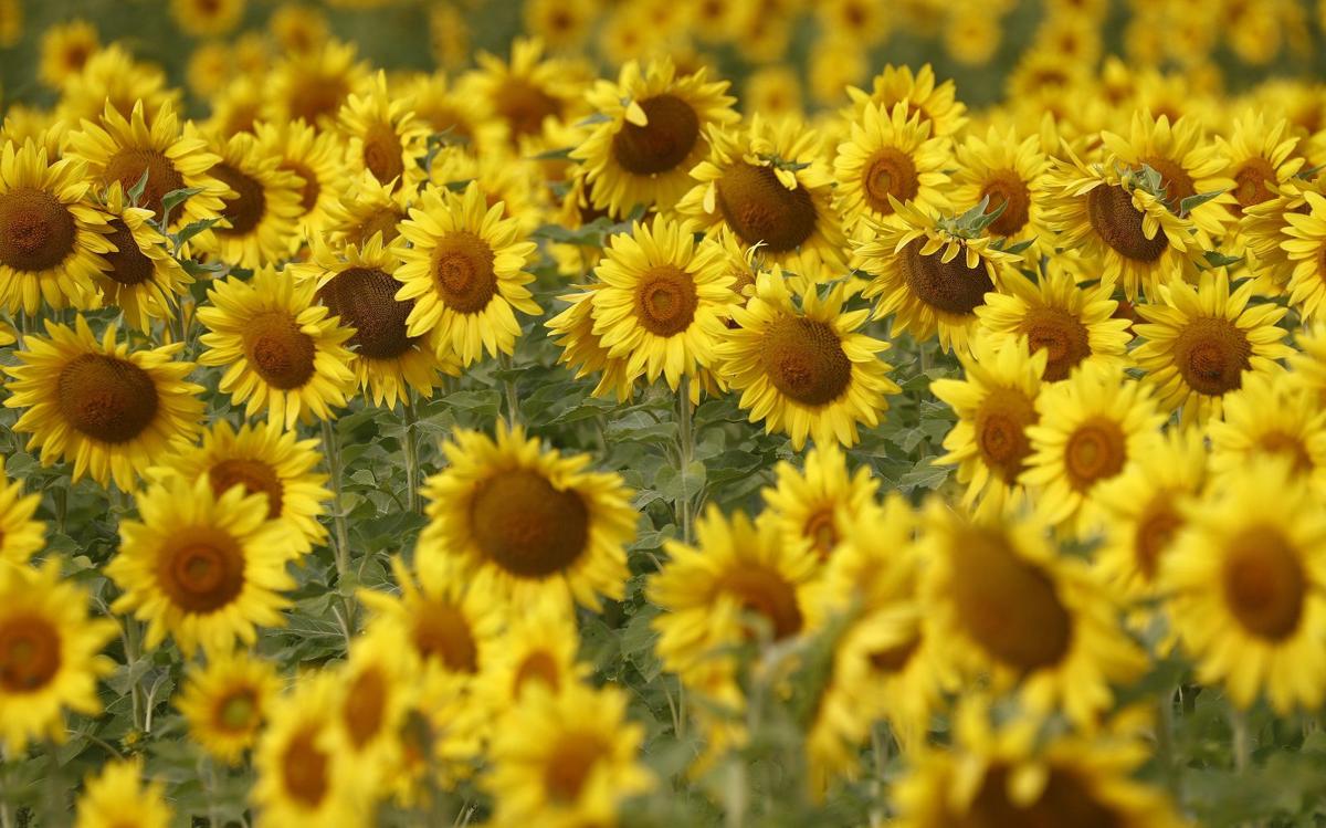 Sunflowers Of Sanborn Returns With More Colors Events Entertainment Buffalonews Com