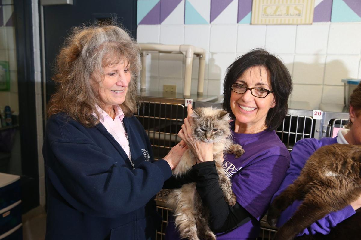 A Woman On A Mission For The Niagara County Spca Local News Buffalonews Com
