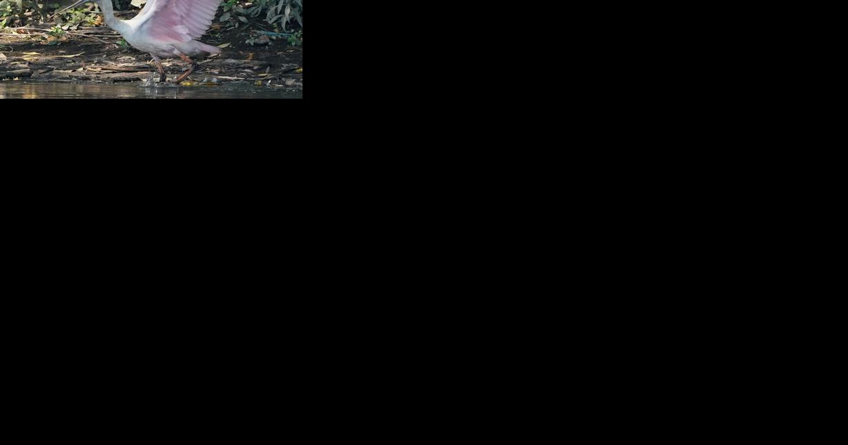 People flock to see roseate spoonbill at Tifft - Vimarsana News