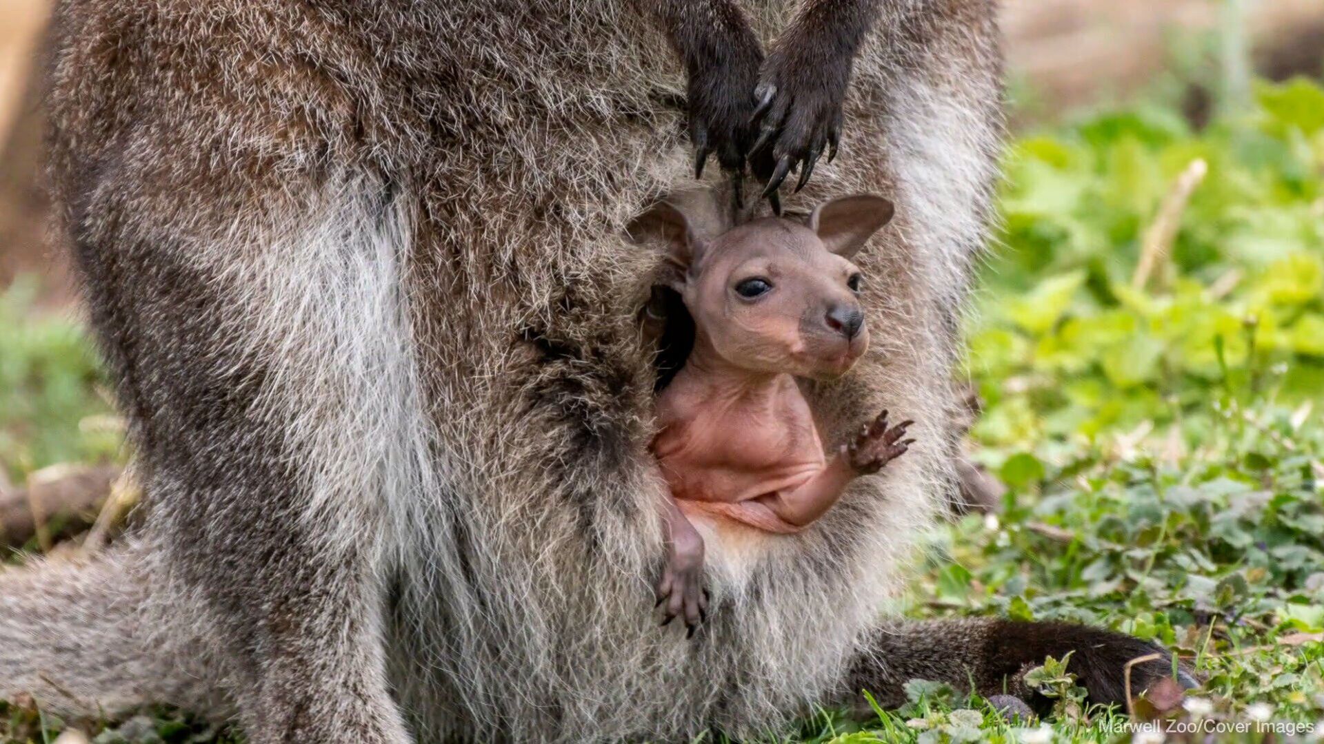 Adorable moment wallaby joeys emerge from their mother's pouches at UK zoo