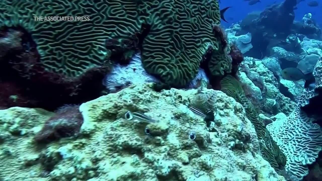 U.S. House Passes Descending Device Bill to Conserve Gulf Reef