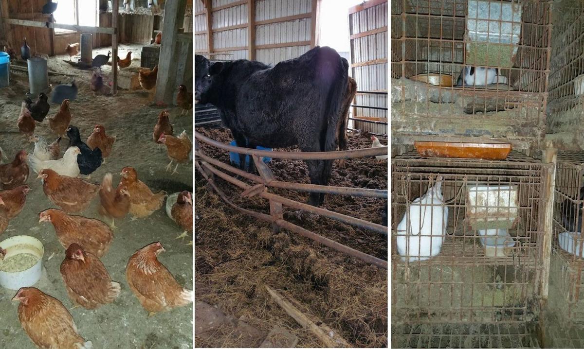 Frozen Dying Horse Leads To Seizure Of 600 Animals At Painted Meadows Farm Crime News Buffalonews Com