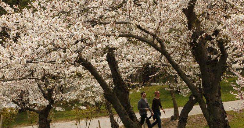 Signs of spring in Buffalo include one of the worst allergy seasons in all the U.S. | Local News