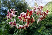 The Crabman seafood restaurant