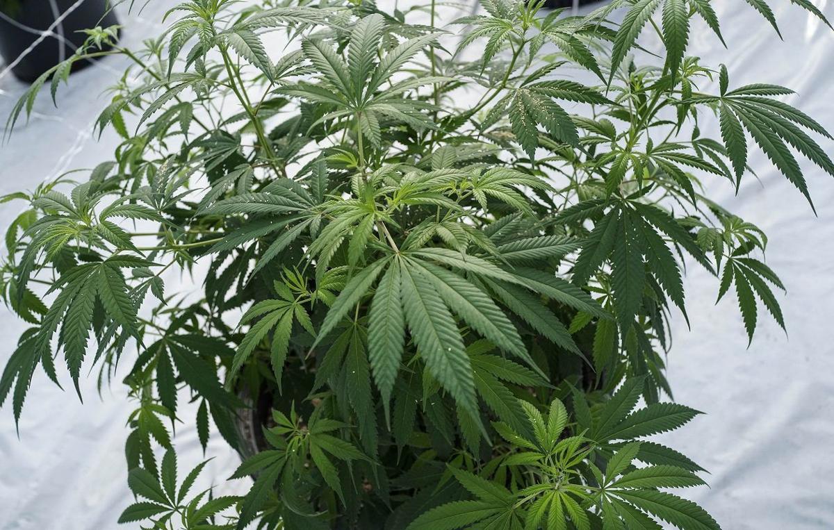 Democratic senators move to decriminalize marijuana at the federal level -  ABC News
