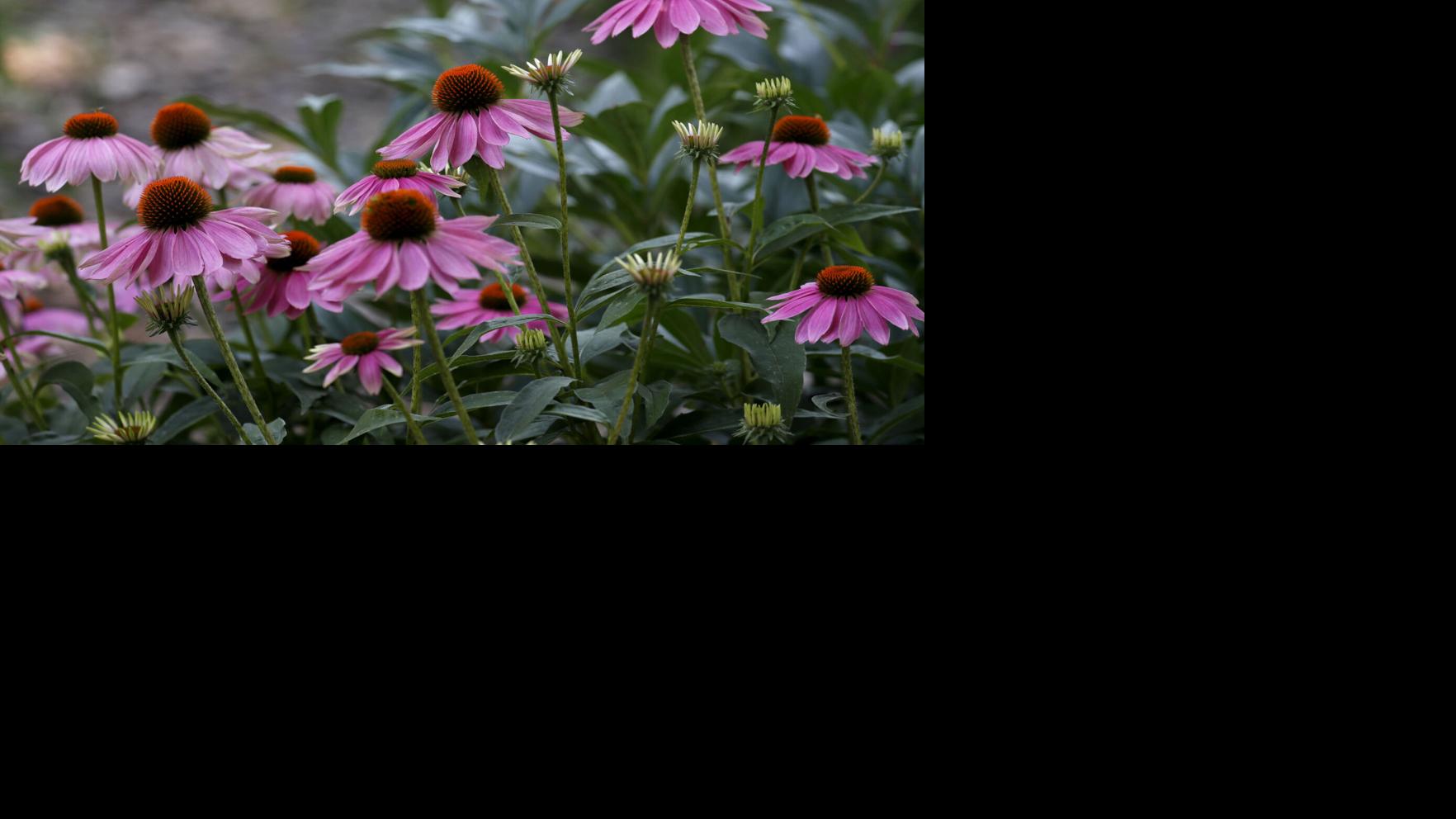 Sally Cunningham: Summer’s superstars in Western New York gardens | Household & Yard