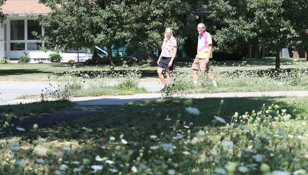 Wildflower or 'noxious weed'? Homeowners defy Amherst's order to cut Queen Anne's lace