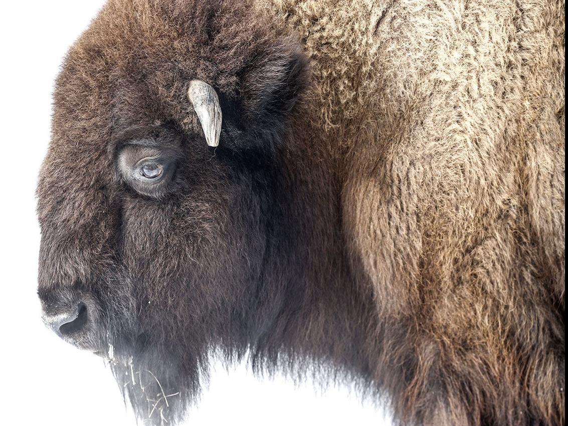 On Great Plains bison range, the majestic symbol of Buffalo | Buffalo News | NFL | buffalonews.com