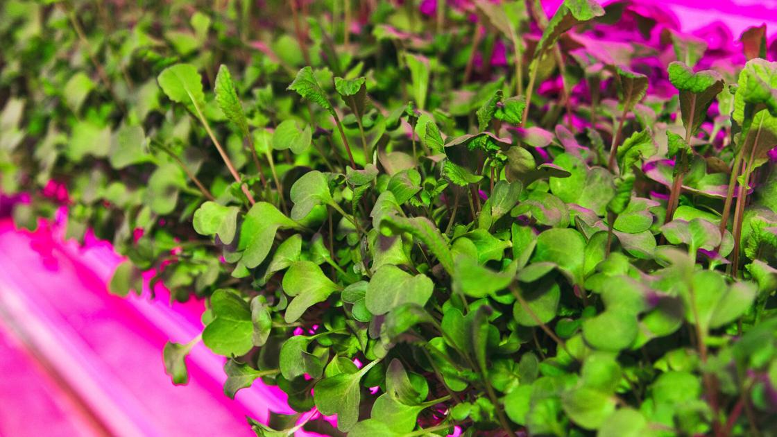 Microgreens are a superfood fad here to stay | Food-and-cooking
