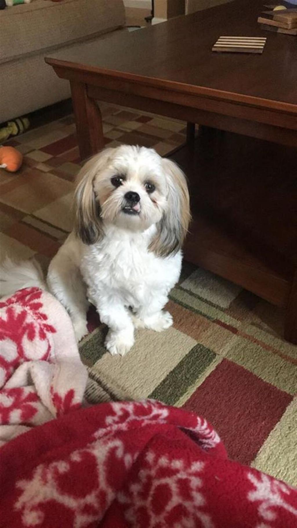 today s national rescue dog day share