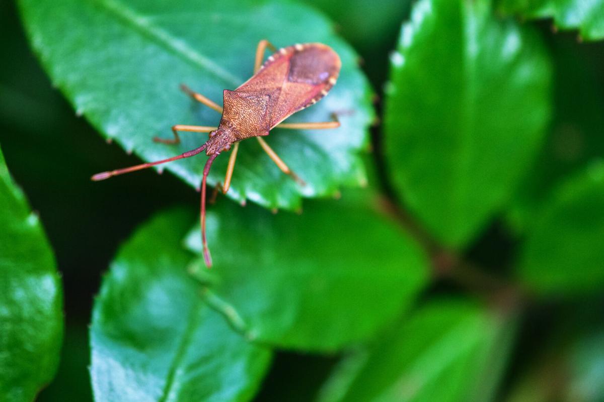 Great Gardening: Stink bugs, jumping worms and other critter ...