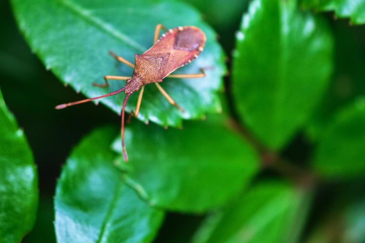 Great Gardening: Stink bugs, jumping worms and other critter sightings