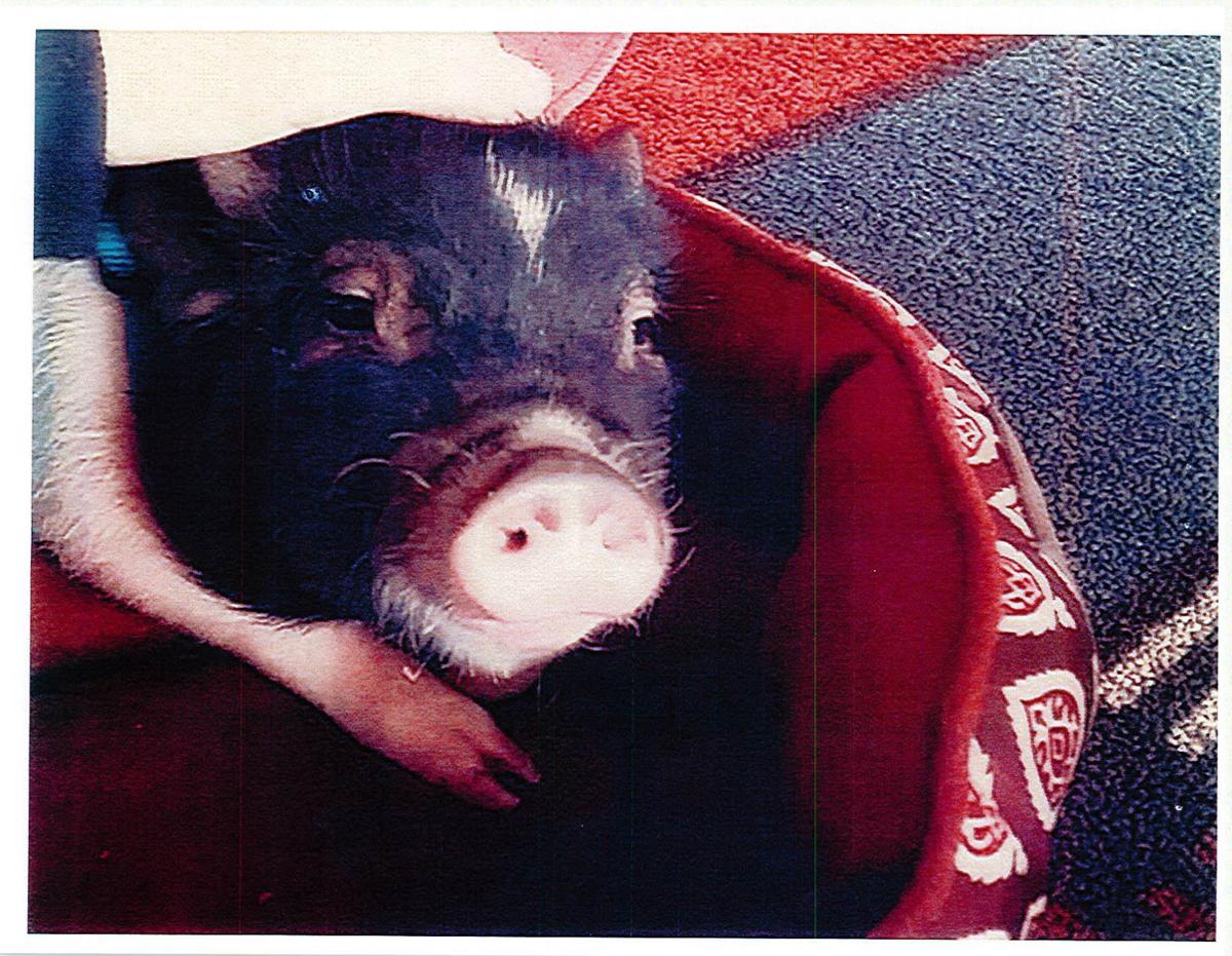Amherst woman battling town to keep pig as pet