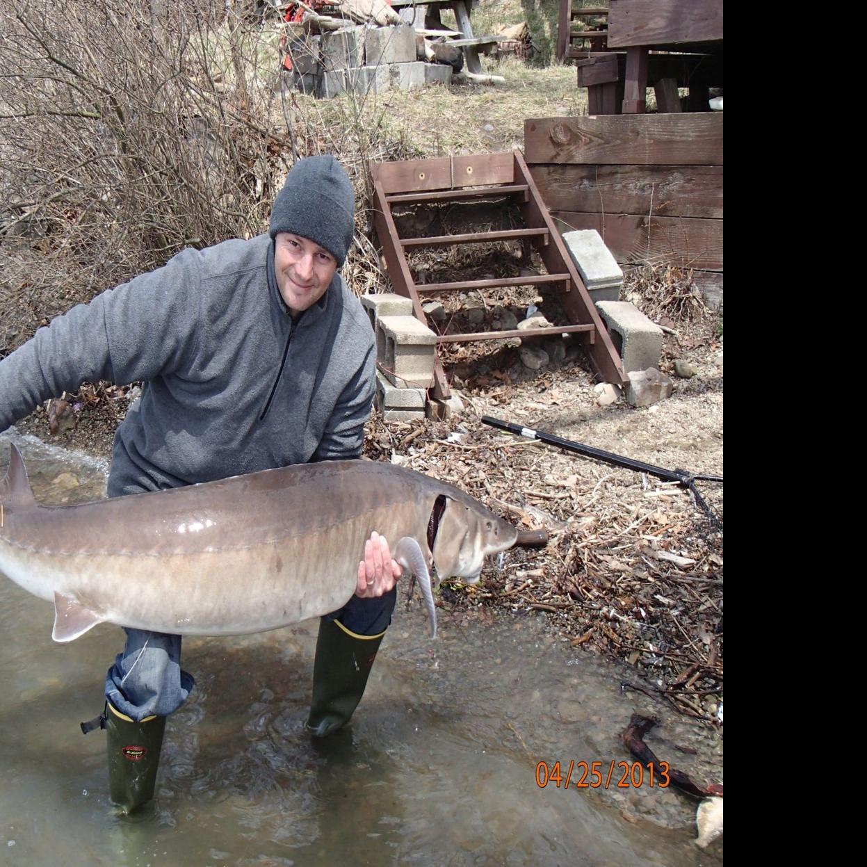 Sturgeon Battles Back To Repopulate Lake Erie Lower Niagara River Local News Buffalonews Com