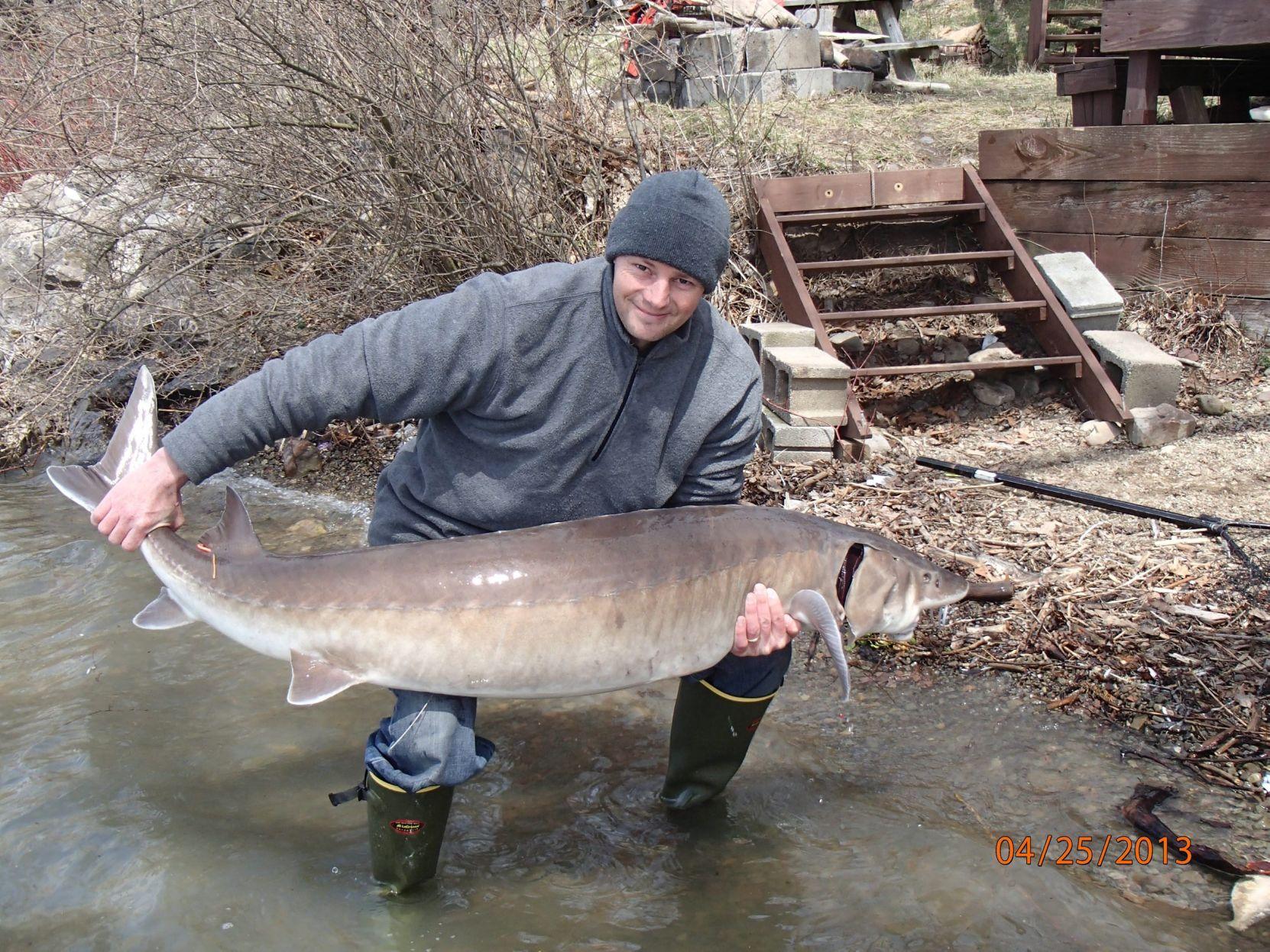 Sturgeon Battles Back To Repopulate Lake Erie Lower Niagara River Local News Buffalonews Com