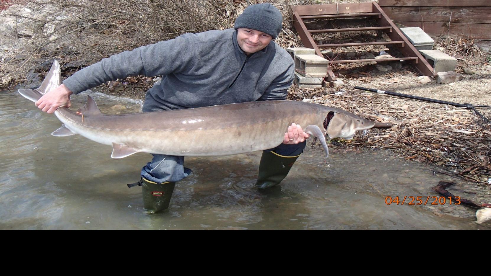 Sturgeon Battles Back To Repopulate Lake Erie Lower Niagara River Local News Buffalonews Com