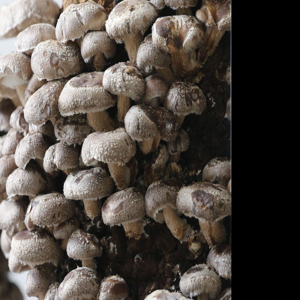 Find Flat 12 Mushrooms In Quiche Pastries And Even Mushroom Coffee Restaurants Buffalonews Com