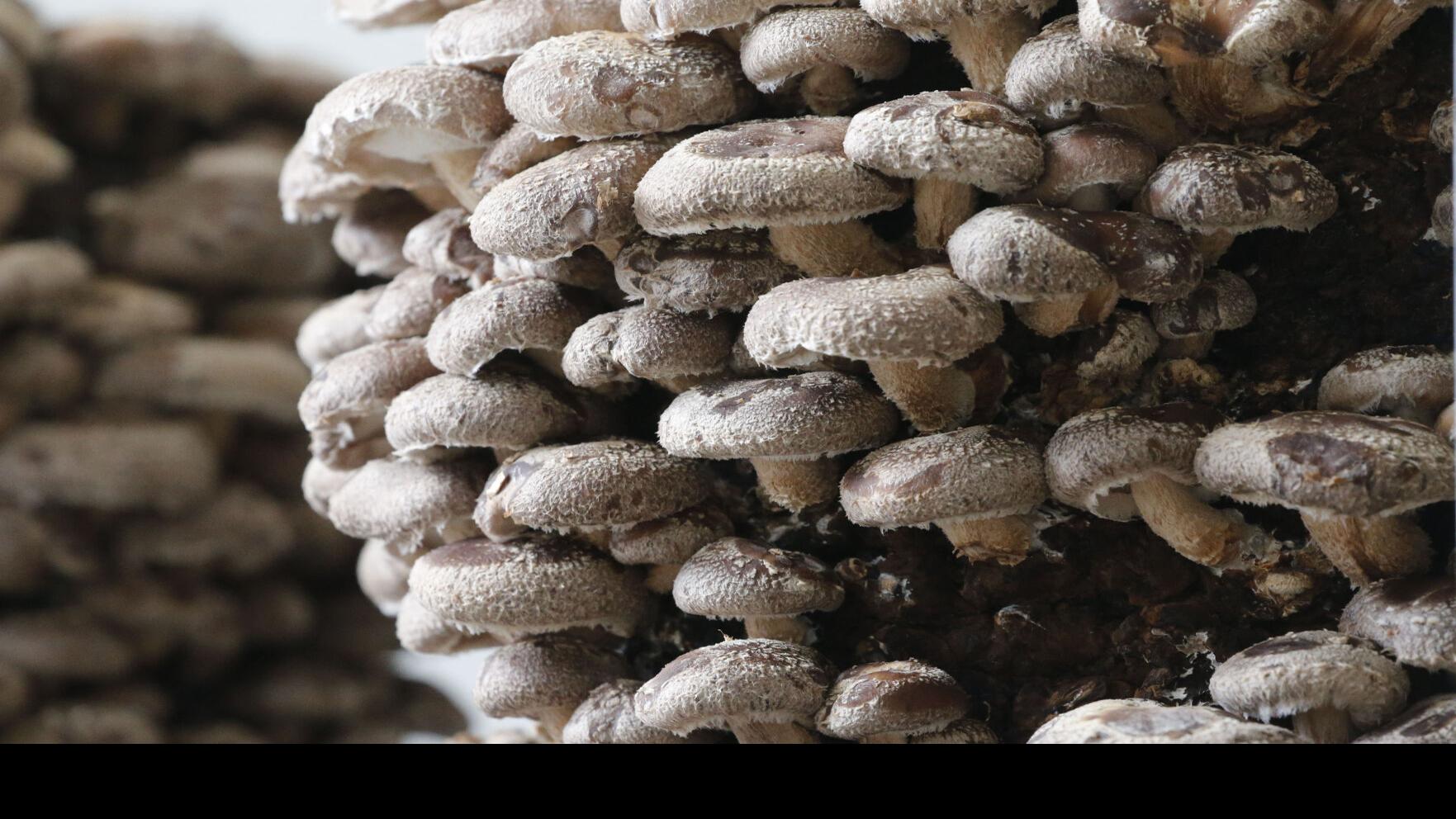 Find Flat 12 Mushrooms In Quiche Pastries And Even Mushroom Coffee Restaurants Buffalonews Com