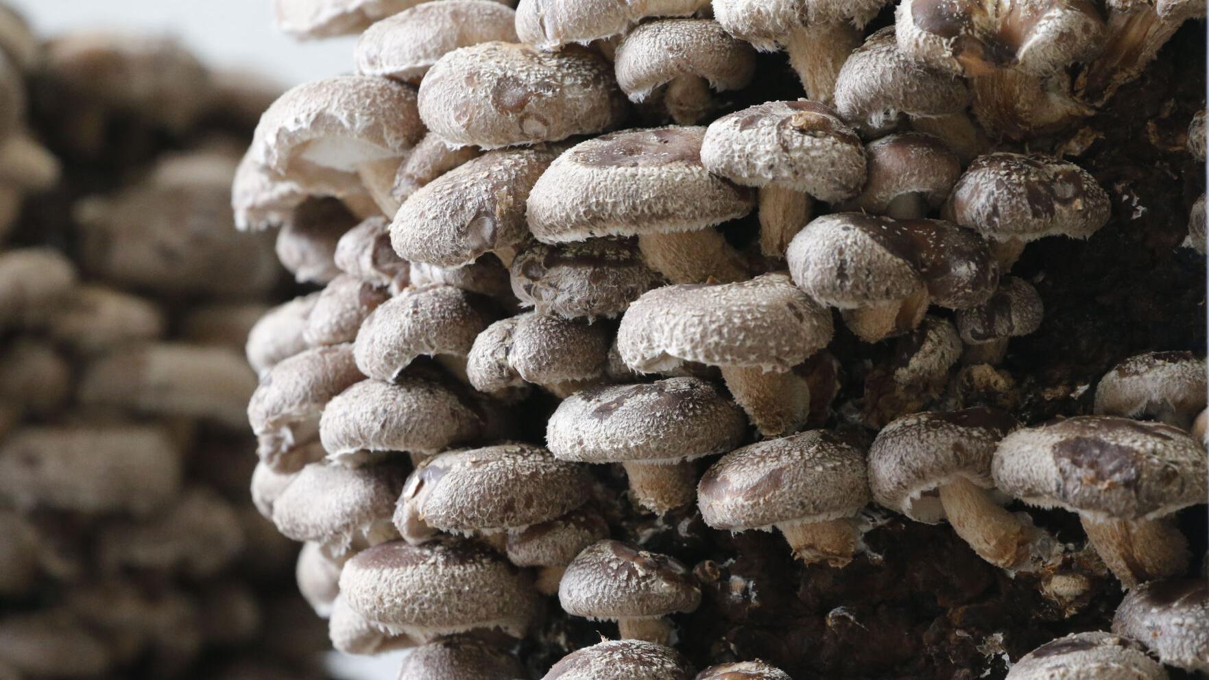 Find Flat 12 Mushrooms In Quiche Pastries And Even Mushroom Coffee Restaurants Buffalonews Com Find Flat 12 Mushrooms In Quiche Pastries And Even Mushroom Coffee Restaurants Buffalonews Com